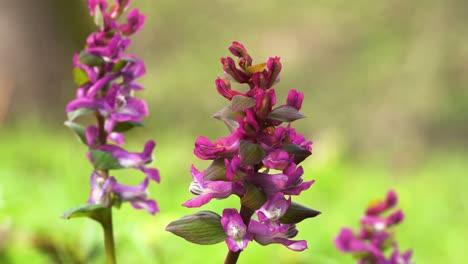 Herzerwärmende-Farben-Der-Frühlingsblumen-Im-Wald