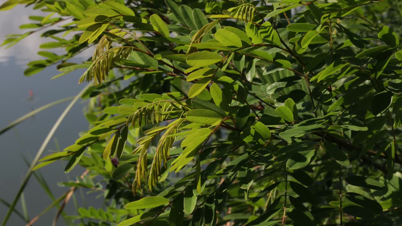 hojas verdes de acacia como fondo, pantalla completa. concepto de la naturaleza