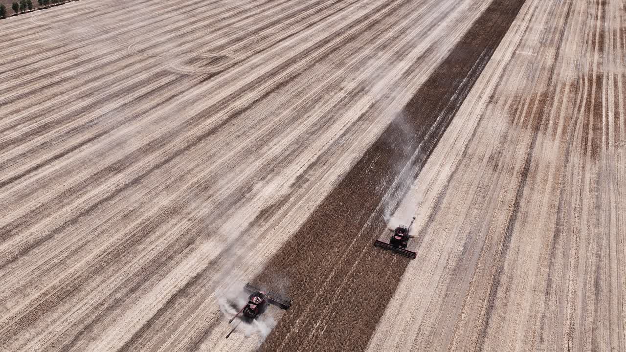 대규모 루핀 수확 작업 중에 작동하는 첨단 기계와 정밀도를 탐구합니다.