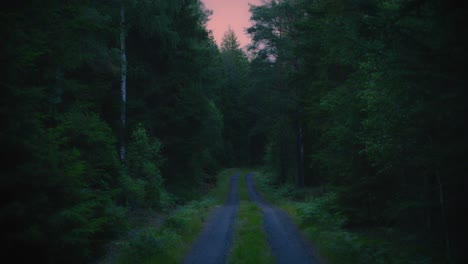 gravel road leading through dense swedish forest on a summer evening