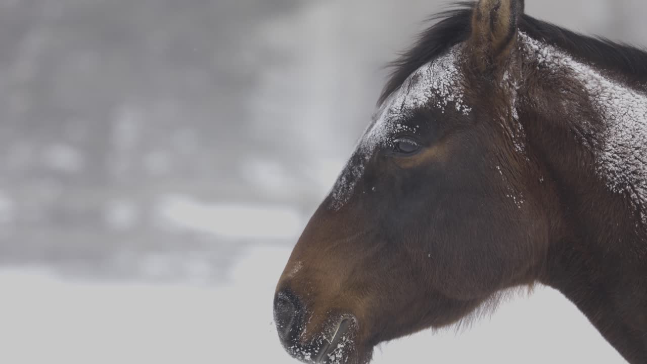 caballo en ventisca de nieve en bozeman montana