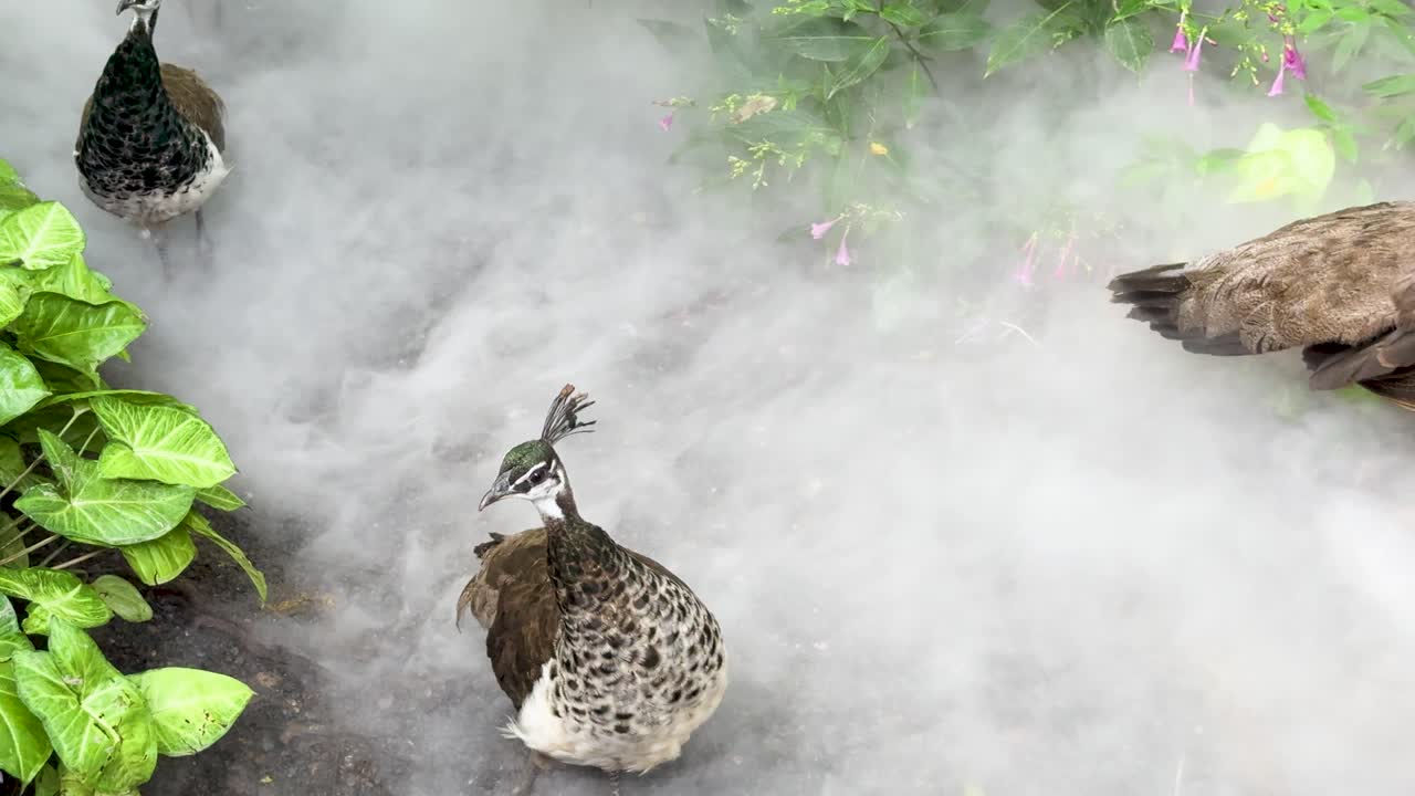 Peafowl calmly walk through dense ground mist in lush garden, soft daylight, steady camera