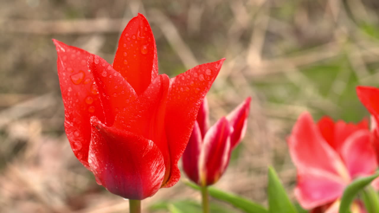 네덜란드 농업의 튤립 농장 31