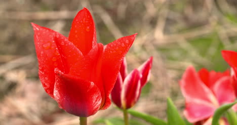 Tulpenplantage-In-Der-Niederländischen-Landwirtschaft-31