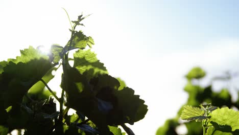 grape leaves in vineyard