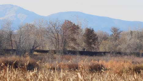 Boulder-Colorado-Naturschutzgebiet,-Tierwelt-Von-Colorado