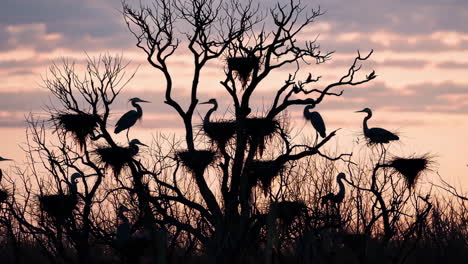 silhouette of herons and nests at sunset
