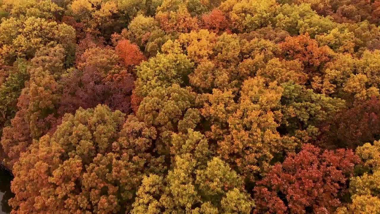 Musim gugur, hutan lebat Salem Illinois, AS, tampilan udara.
