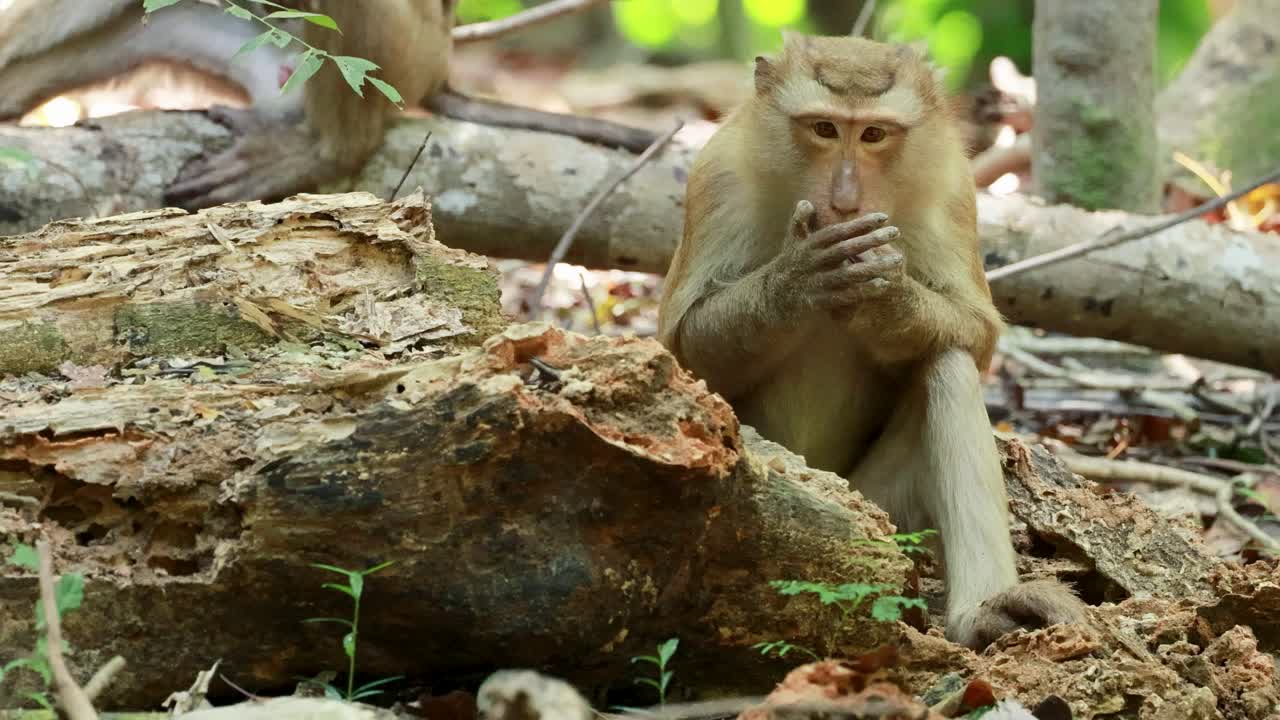 A southern pig-tailed macaque sits and eats in a lush forest setting, captured in natural lighting