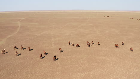 Pan-Aéreo-De-Manada-De-Camellos-Bactrianos-Caminando-En-El-Desierto-De-Gobi-Durante-El-Día