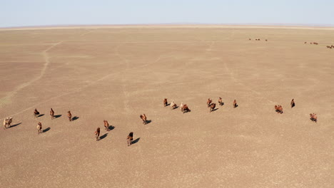 pan aéreo de manada de camellos bactrianos caminando en el desierto de gobi durante el día