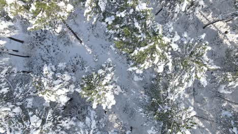 Forest-Winter-Snow