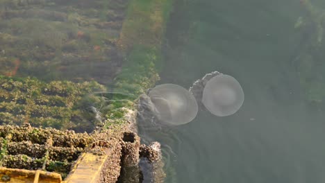 Jellyfish-moving-slowly-on-the-surface-of-the-sea-near-the-coast-of-Dubai,-United-Arab-Emirates