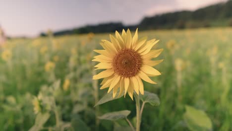 Disfrute-De-La-Impresionante-Belleza-De-Los-Vibrantes-Girasoles-Al-Atardecer,-Un-Campo-De-Tonos-Dorados-Con-Vistas-A-La-Playa-De-Gimnyeong-En-La-Isla-De-Jeju,-Corea