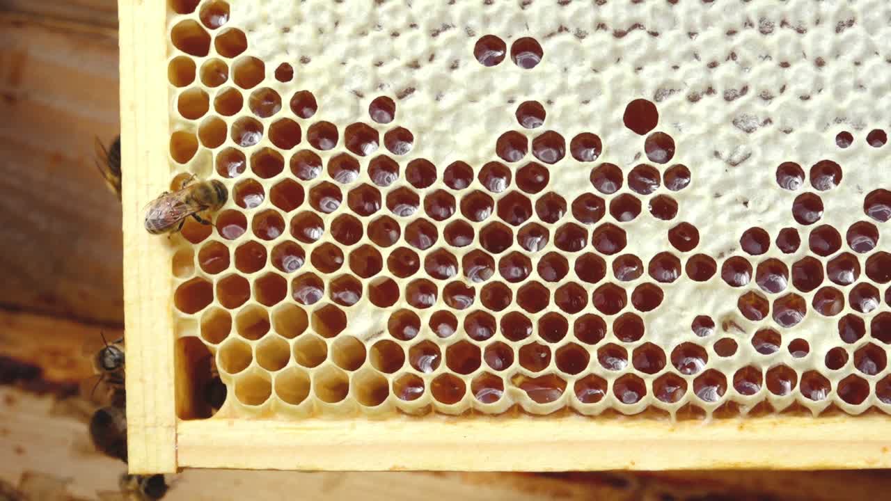 A beehive with honey