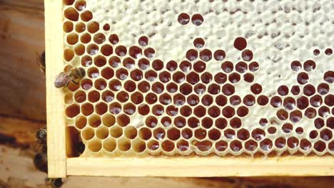 a beehive with honey