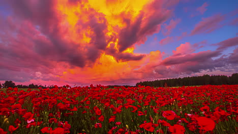Red-blooming-poppy-field-and-majestic-colorful-sunset-sky,-time-lapse-view