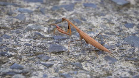 brown praying mantids hunting motionless holding position and then slowly crawls out of frame while standing on stony road, soft focus close-up back view