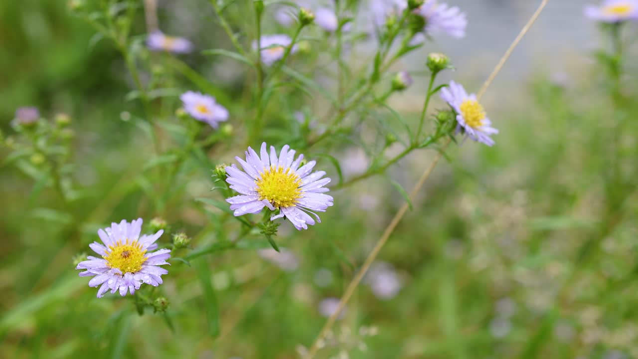 primer plano de las flores de aster tatario en dunkeld