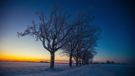 Pequeña-Arboleda-En-Un-Paisaje-Cubierto-De-Nieve-En-Invierno