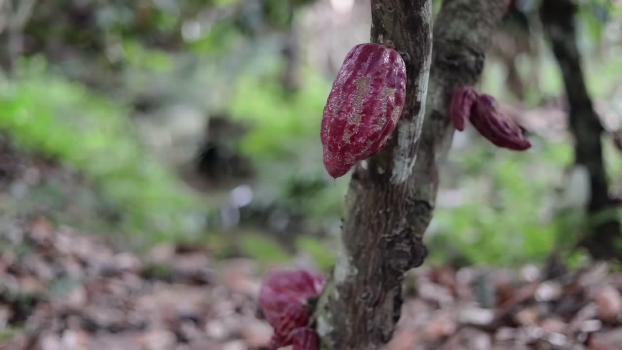 detalle de algunas frutas de cacao en uno de los árboles de una gran plantación