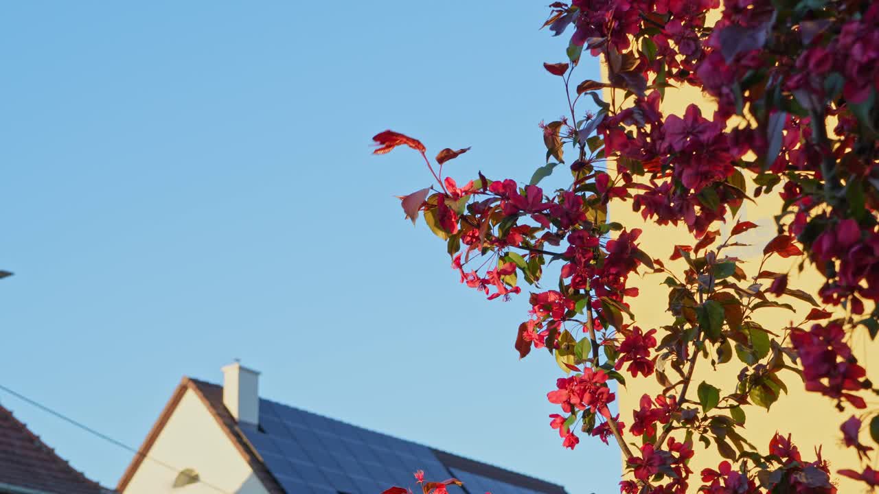 A peaceful neighborhood scene captured in warm, golden sunlight. Solar panels on the roof of a house reflect sunlight, red flowers growing on a tree against a sunlit wall sway gently in the breeze