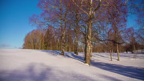 Shadow-of-tree-move-across-day-in-winter-season,-fusion-time-lapse