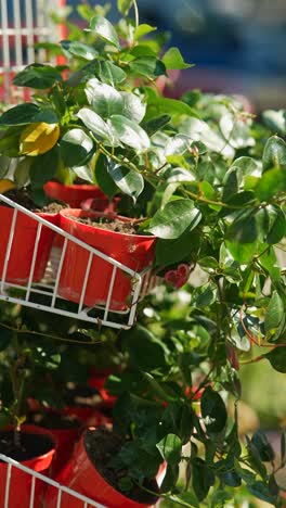 mujer regando plantas en un mercado al aire libre