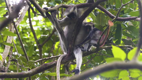 zanzibar red colobus monkey baby holding its mother on tree branch