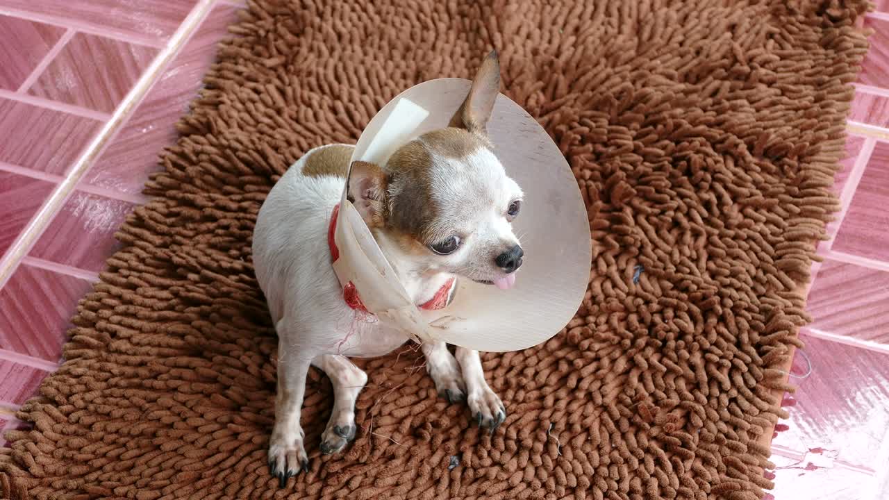 el perro chihuahua está rascándose la picazón