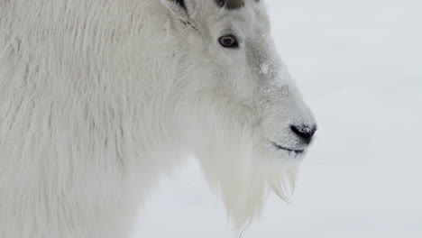 mountain goat in wildlife park in yukon canada during winter - close up