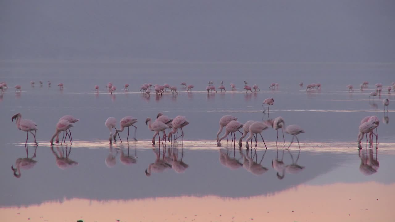 호수 나쿠루 케냐 1에 이른 아침 빛에 핑크 플라밍고의 아름다운 영상