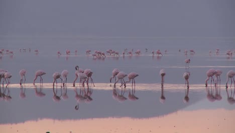 粉紅色火<unk>在肯尼亞納庫魯湖的早晨光線上的美麗片段 1