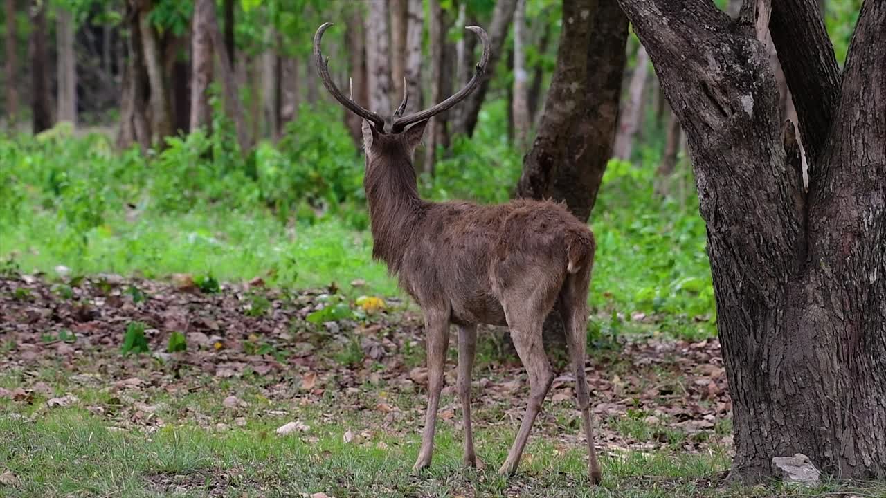 el ciervo del campo es una especie en peligro de extinción debido a la pérdida de hábitat y la caza