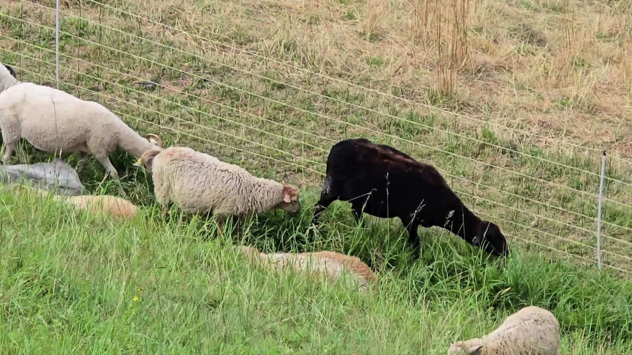 Peaceful countryside scene with sheeps grazing on lush green meadow
