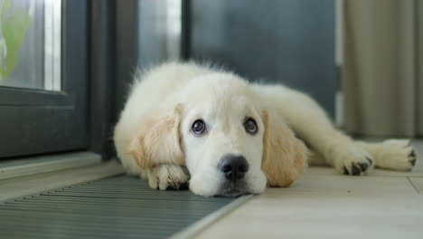 a cute puppy lies on an in-floor convector, warming up from the house heating system