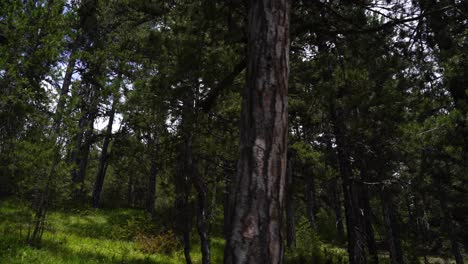 wild pine forest with dense trees and green grass on high mountains in voskopoje