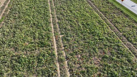 aerial view of a pumpkin field