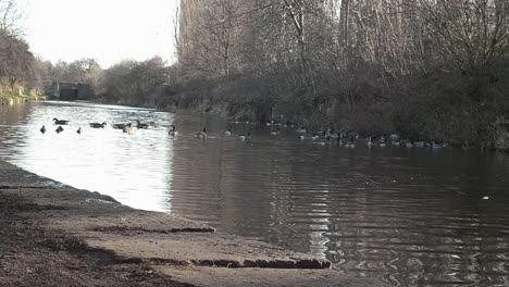 Wasservögel-Versammeln-Sich-Am-Kanal