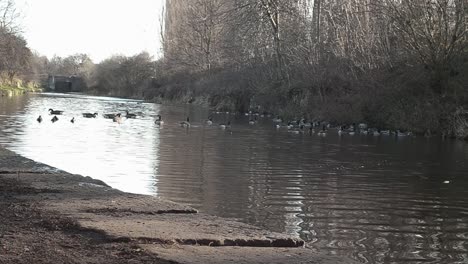 water birds gather on canal