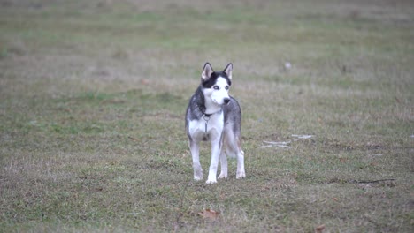 beautiful siberian husky in nature