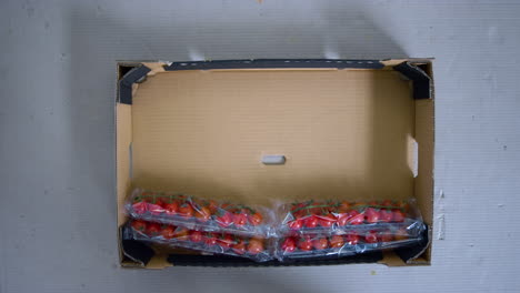 Tomatenverpackungen-Karton-Verpackungsprozess-Arbeiter-Hände-Agrarfabrik