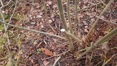 closeup of tree scissors cut european ash tree branch in small pieces in spring