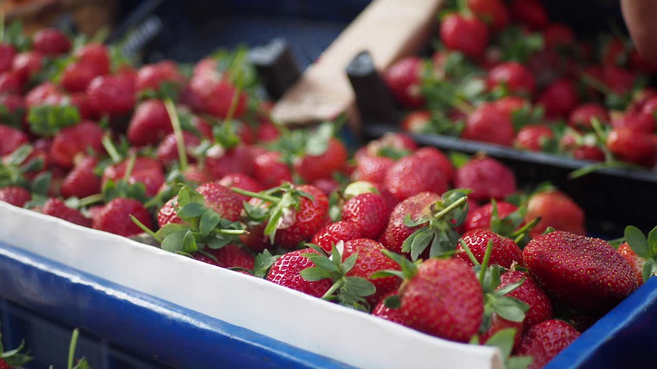 fresas fresas rojas en un mercado