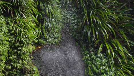 a serene path through lush rainforest vegetation