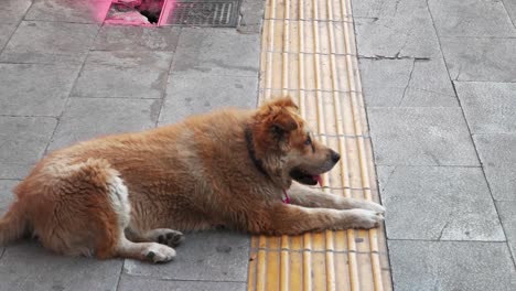 homeless dog in the street of athens city center