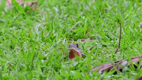 Lagarto-Mariposa-De-Ojos,-Leiolepis-Ocellata,-Santuario-De-Vida-Silvestre-Huai-Kha-Kaeng,-Tailandia