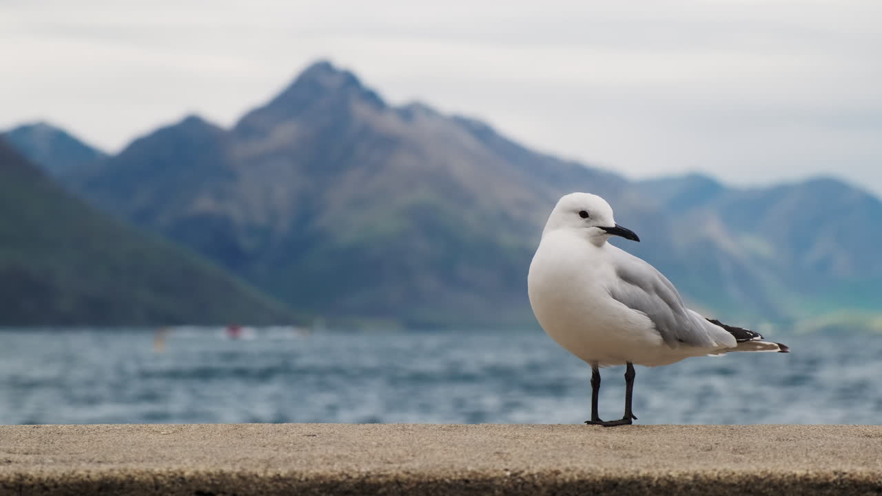 Nærbillede af sortnæbbet måge fra New Zealand med bjerg i baggrunden