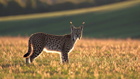 a lynx standing in a grassy field at sunset