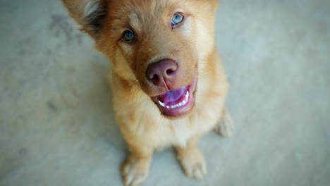 close up of a cute and happy puppy dog sitting and looking into the camera in slow motion